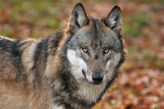 Vlk v Nizozemsku napadl šestiletého chlapce. Dítě zachránili kolemjdoucí - Novinky